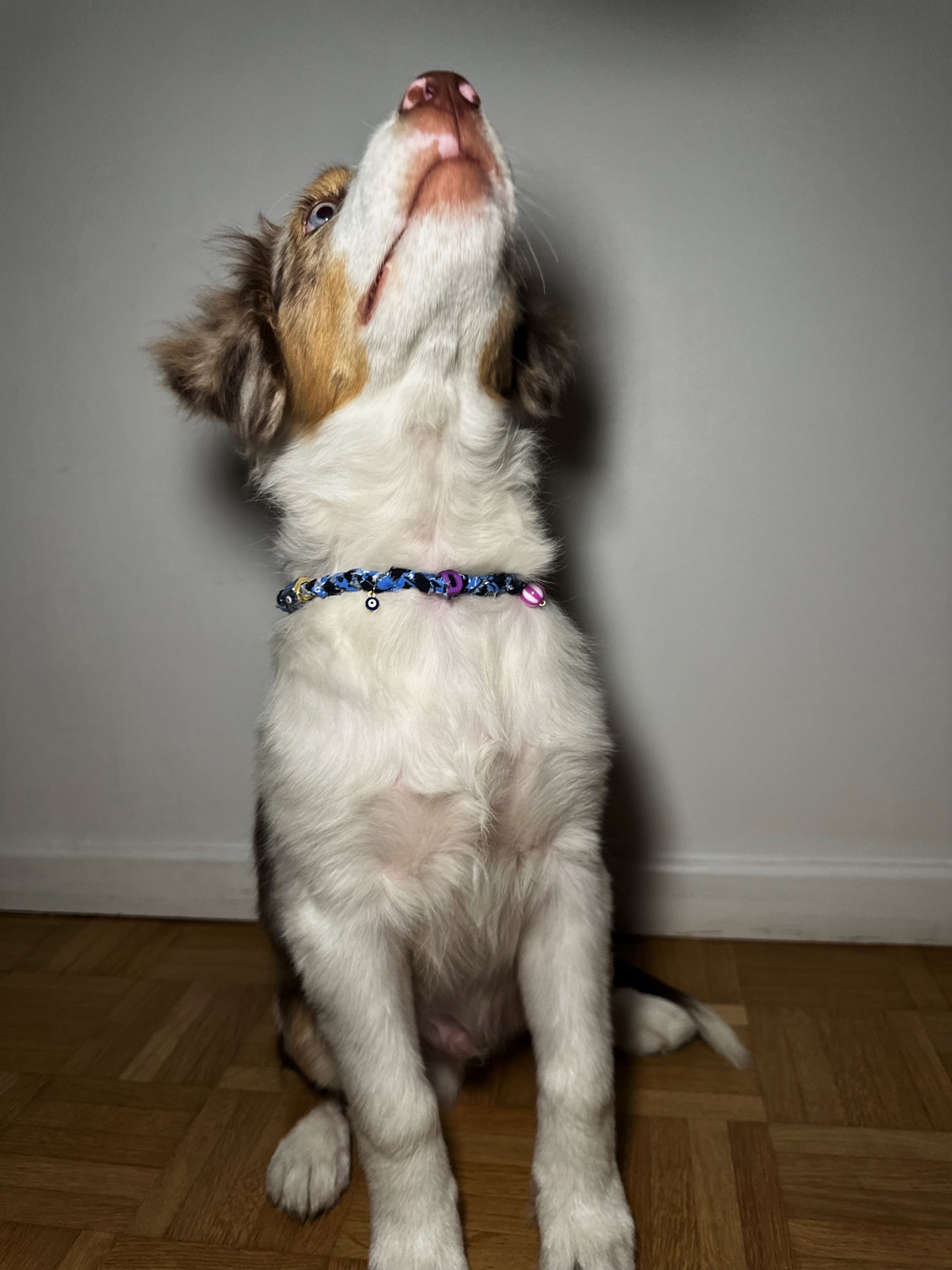 Collier pour chien Chicago - Initial personnalisable