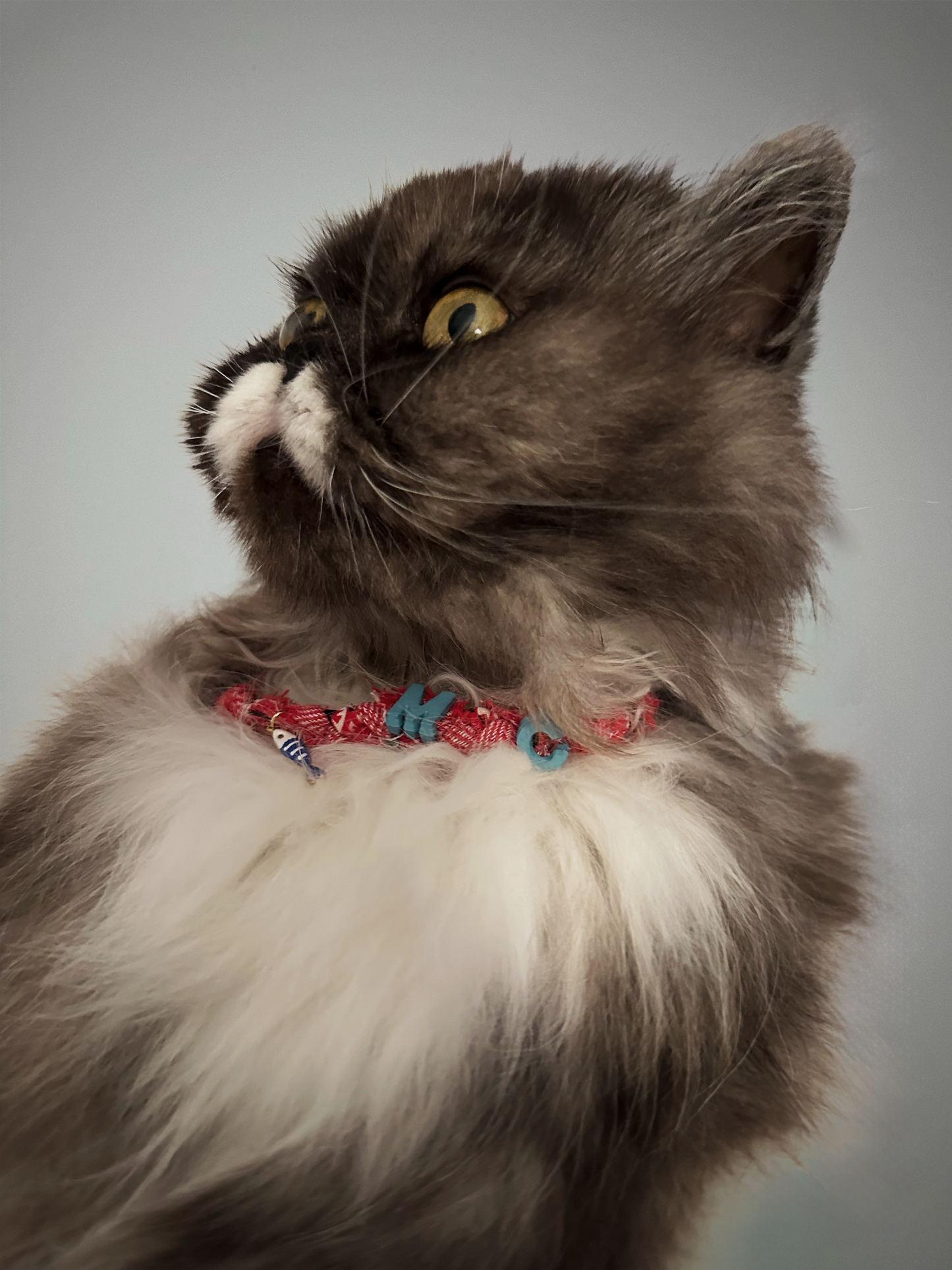 Collier pour chat Mexico - Initial personnalisable