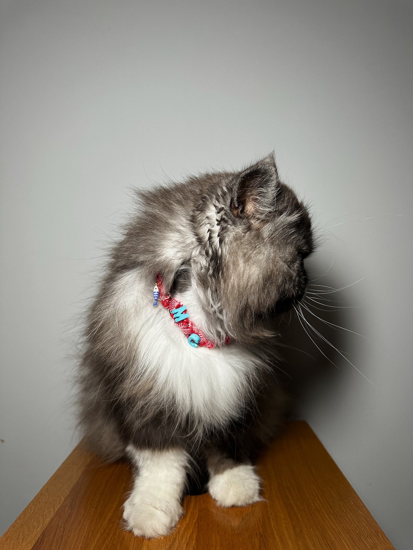 Collier pour chat Mexico