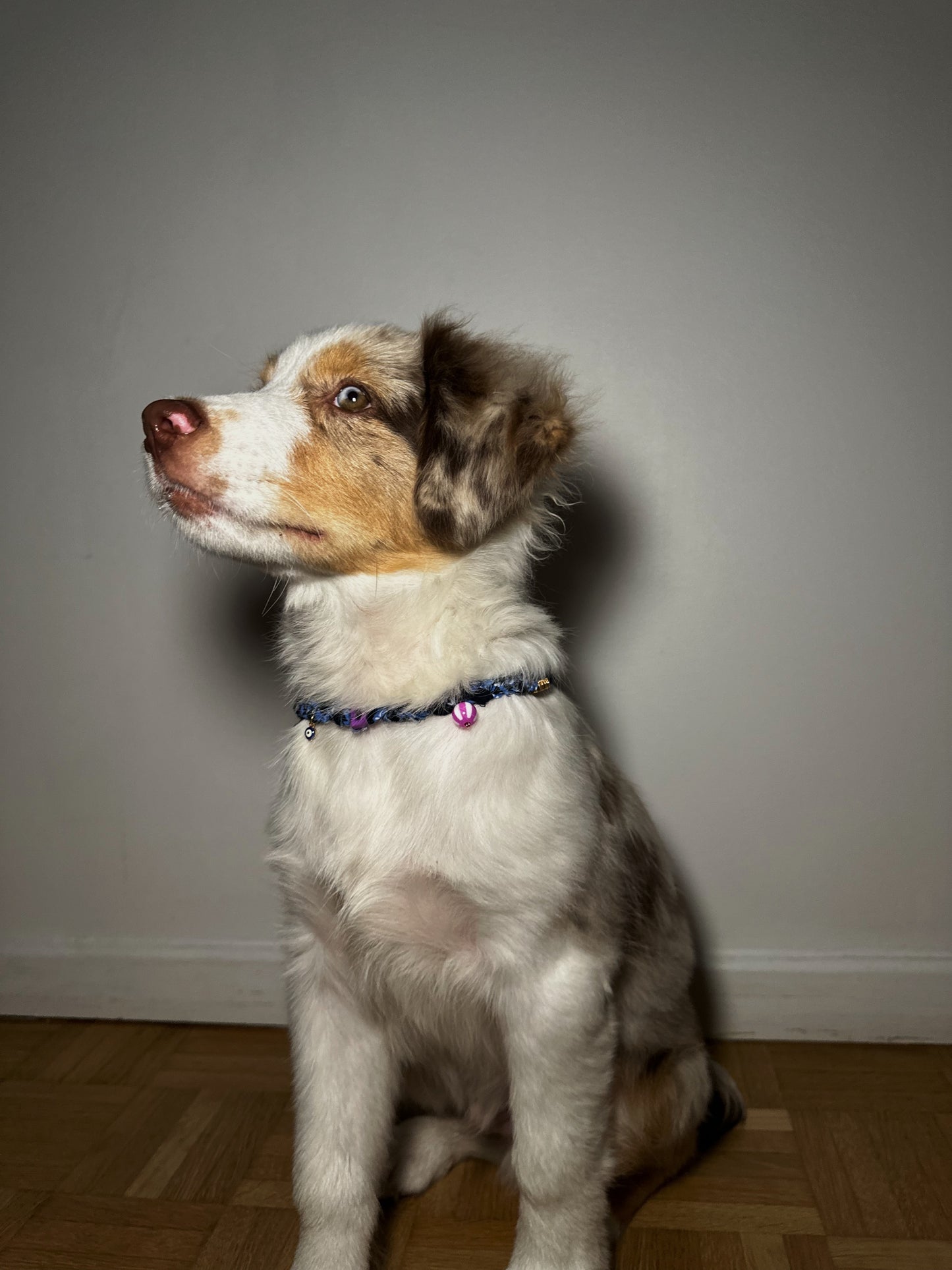 Collier pour chien Chicago