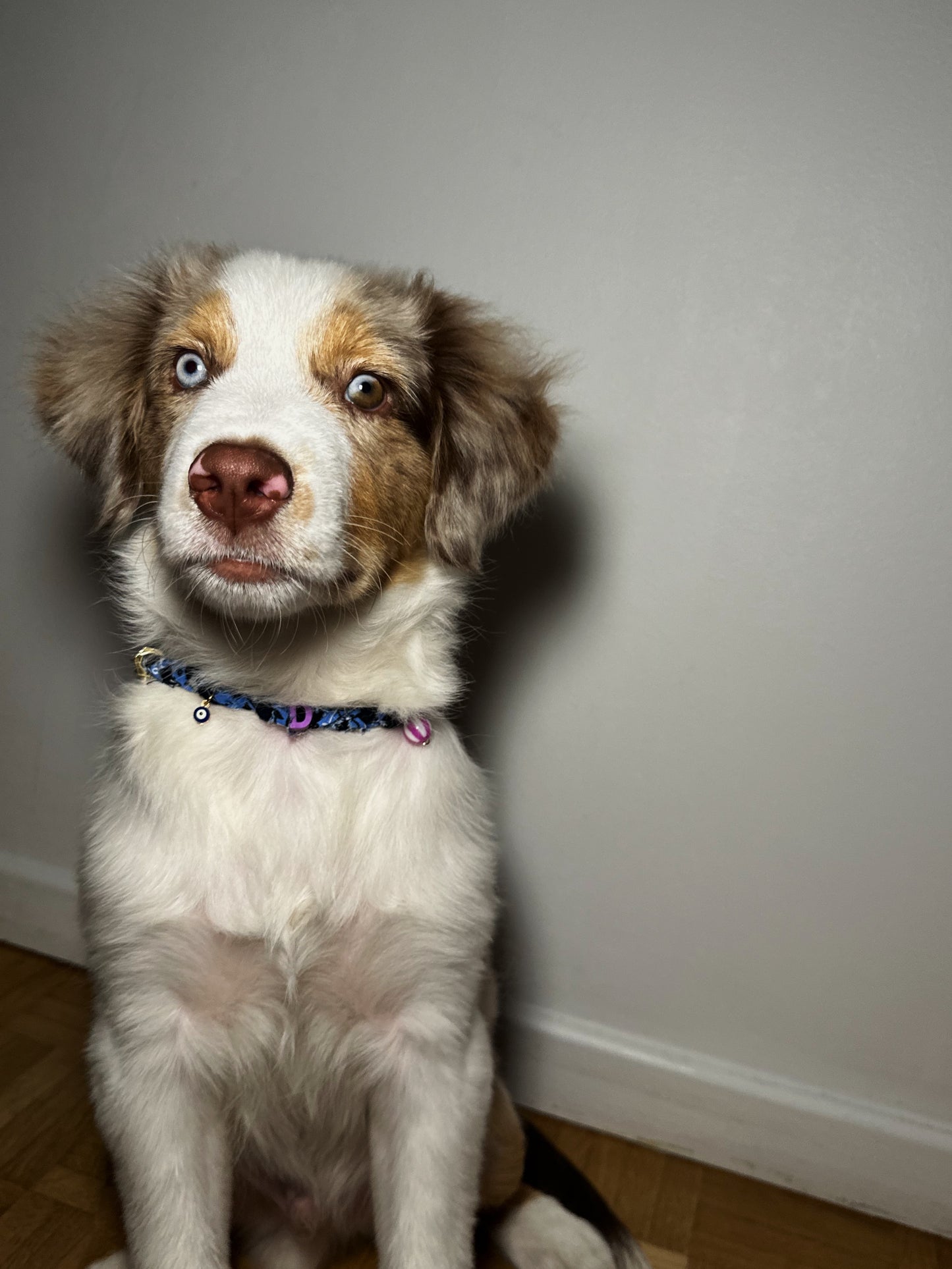 Collier pour chien Chicago